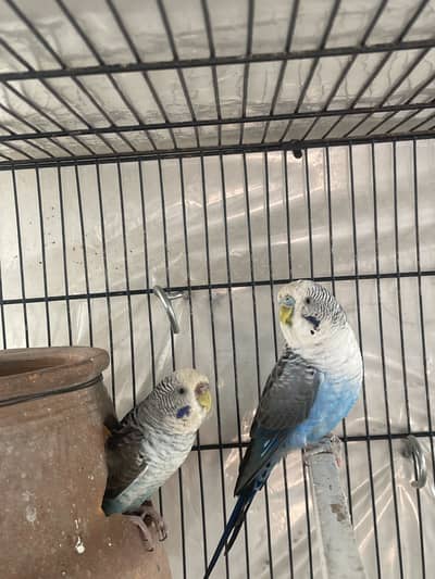 High Quality Black Wing Pair