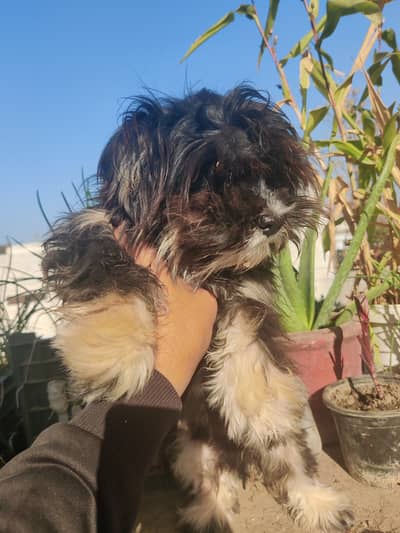 Shih tzu male pipe