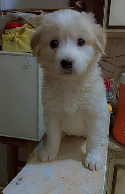 Russian terrier pupi