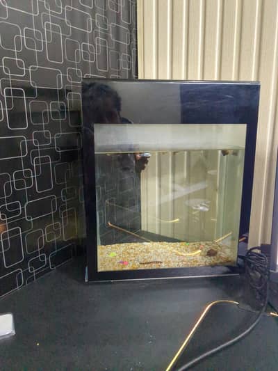 1 Foot Aquarium with Fish