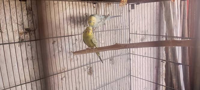 buddgie adult pair read to first breed