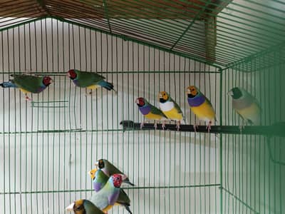 gouldian chicks