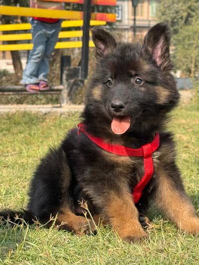LONG COAT GERMEN SHEPHERD PUPPY