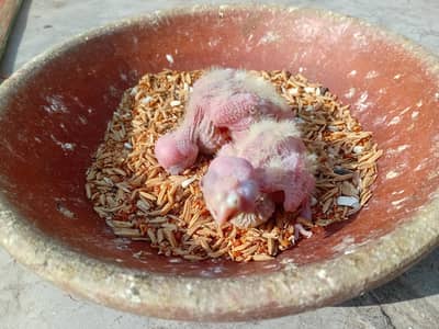 Cockatiel Common White Chicks