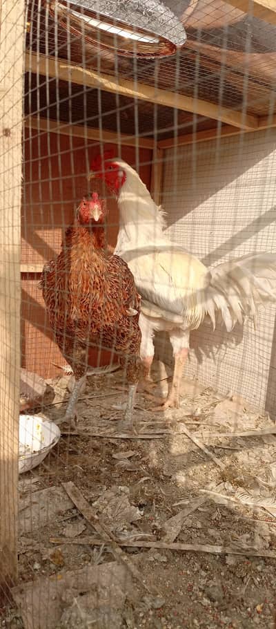 aseel murga murgi with pinjra