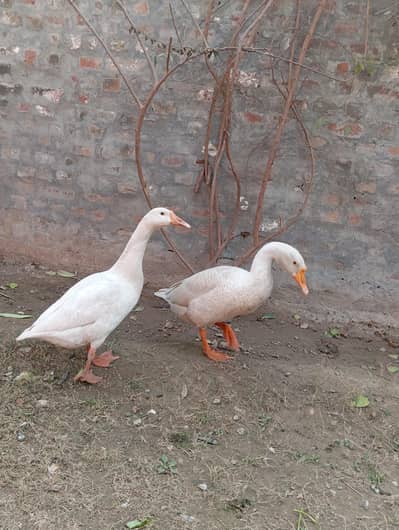 bari ducks full active ghar mein rakhvali bhi Karti Hain