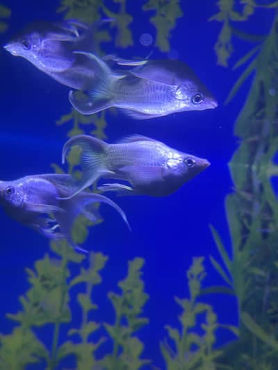 Beautiful ballon moon tail high fin Molly