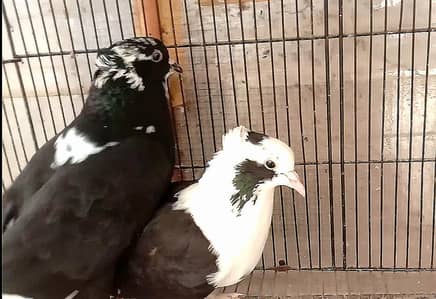 fancy pigeons (kabutar)breeder pair for sale