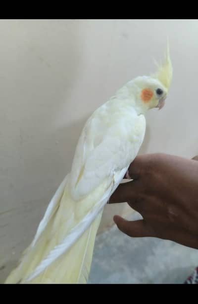 budgies pair and cocktail hank tame