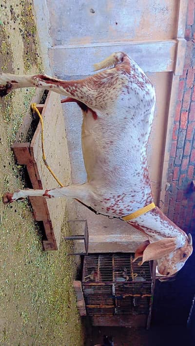 makhi cheeni gabban bakri