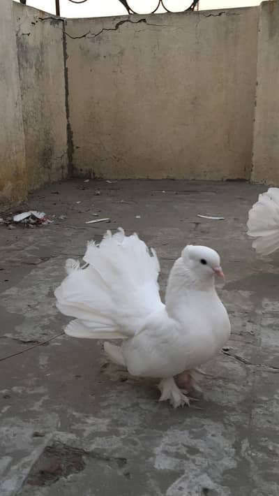 white lakka for sale  03071708239