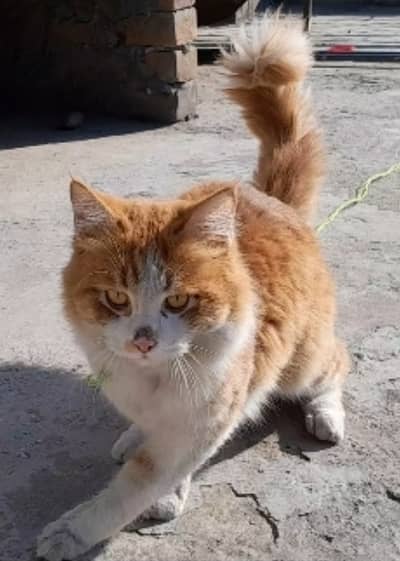 The domestic cat is usually a small furry animal with attitude, 4 leg