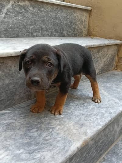 dog for sale rottweiler in black and brown colloer