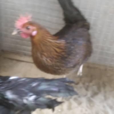 Young Adult Misri Hen Started Eggs