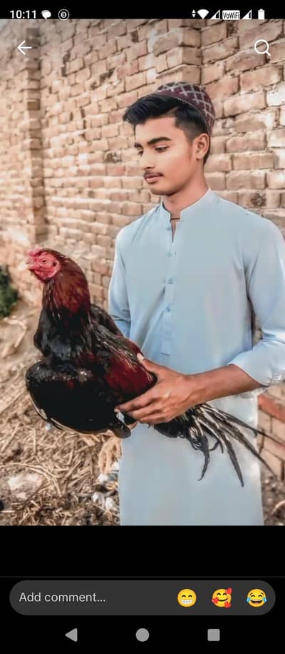 hahi quality murgha ak ankh say kan bilkul masbot gand jor ha