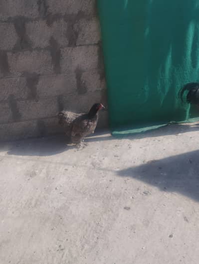 blue heavy buff stater hen for sale
