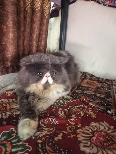 only for stud Good health and active boy