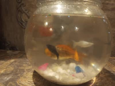 Fishers Bowl For Sale with 6 Fishes and 6 kids fish