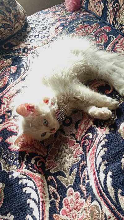 sale semi punch face kitten. .