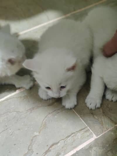 Domestic White Cat (Mixed / Local breed)