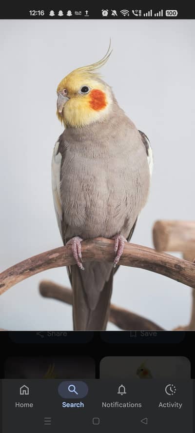 cockateil pair for sale