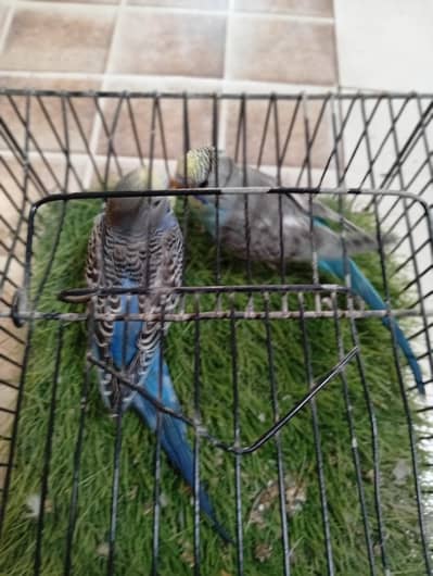 australian  breeder pair urjent sale location bagh e korangi