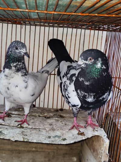 kabli active pigeons 7 pairs