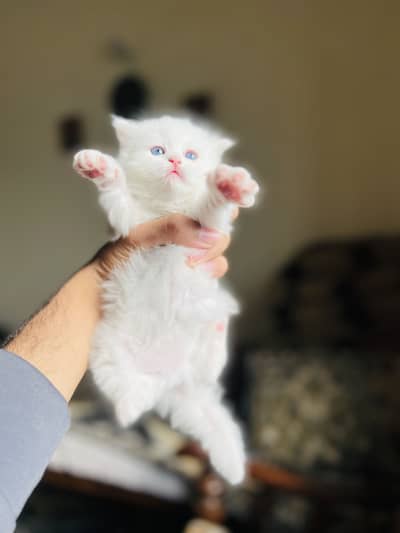 Persion kitten one month baby