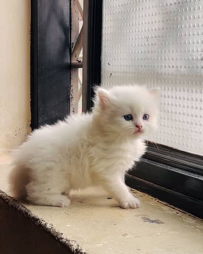 Persion kitten one month baby