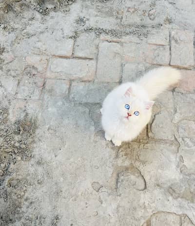 Pershion tripple cooted pair blue eyes