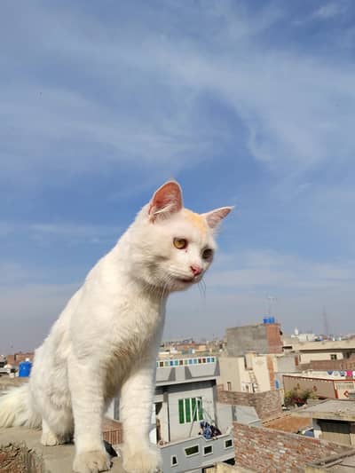 Persian cat male