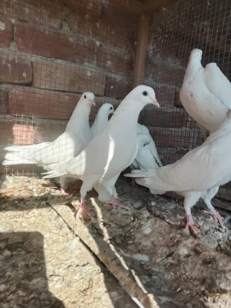 کالی آنکھوں میں سفید کبوتر سیل کے لیے دستیاب ہیں۔ سب پیس بلکل تندرست ہ 0