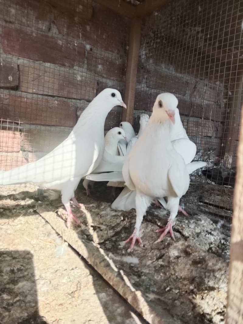 کالی آنکھوں میں سفید کبوتر سیل کے لیے دستیاب ہیں۔ سب پیس بلکل تندرست ہ 1