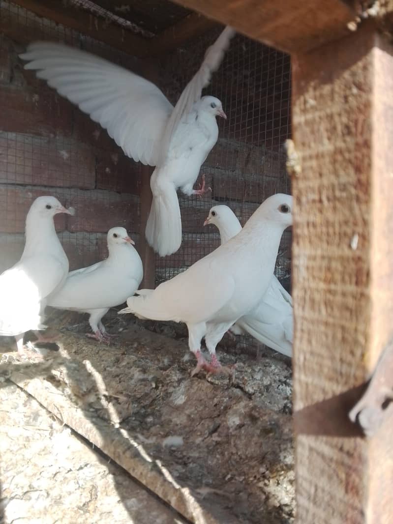 کالی آنکھوں میں سفید کبوتر سیل کے لیے دستیاب ہیں۔ سب پیس بلکل تندرست ہ 2