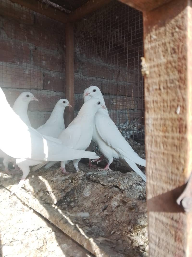 کالی آنکھوں میں سفید کبوتر سیل کے لیے دستیاب ہیں۔ سب پیس بلکل تندرست ہ 3