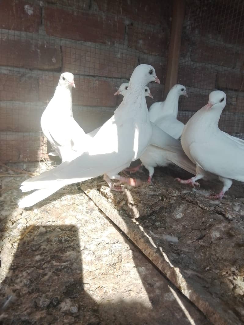 کالی آنکھوں میں سفید کبوتر سیل کے لیے دستیاب ہیں۔ سب پیس بلکل تندرست ہ 4