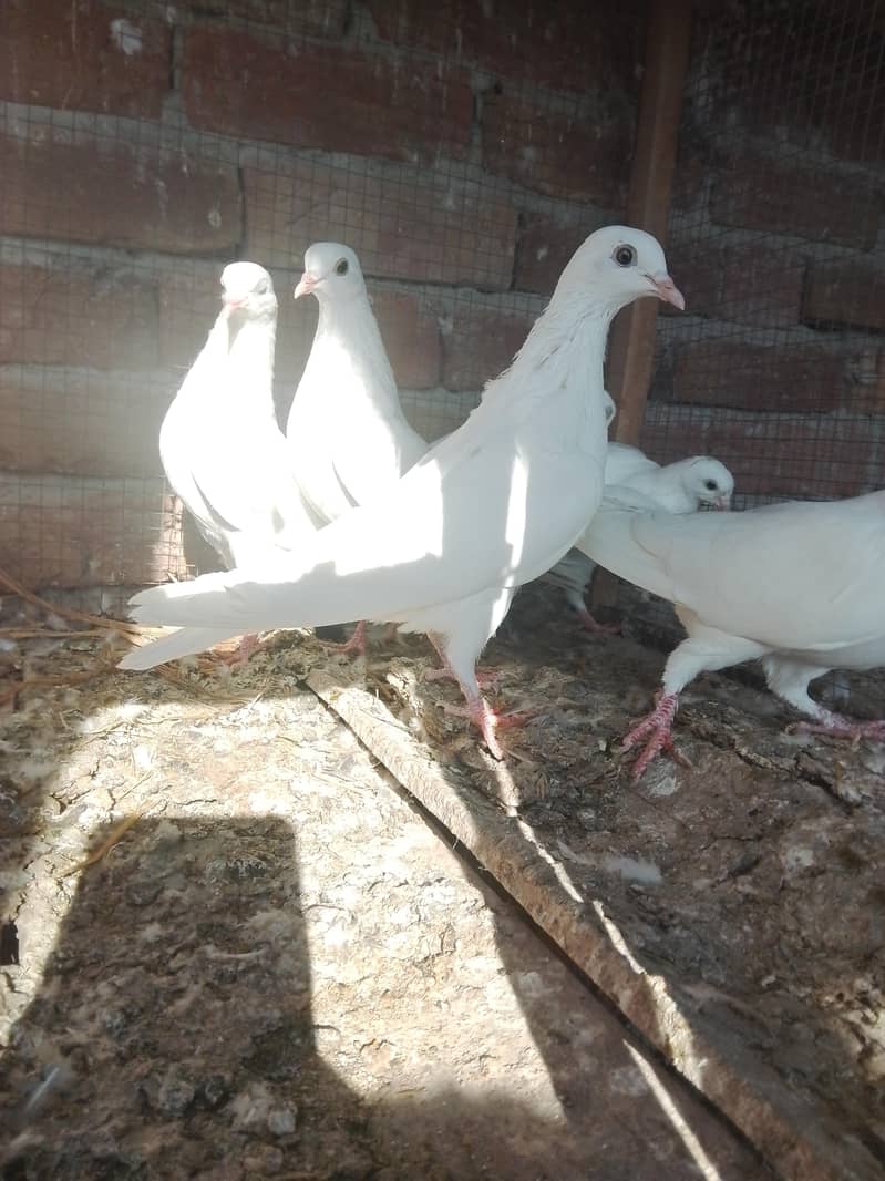 کالی آنکھوں میں سفید کبوتر سیل کے لیے دستیاب ہیں۔ سب پیس بلکل تندرست ہ 5