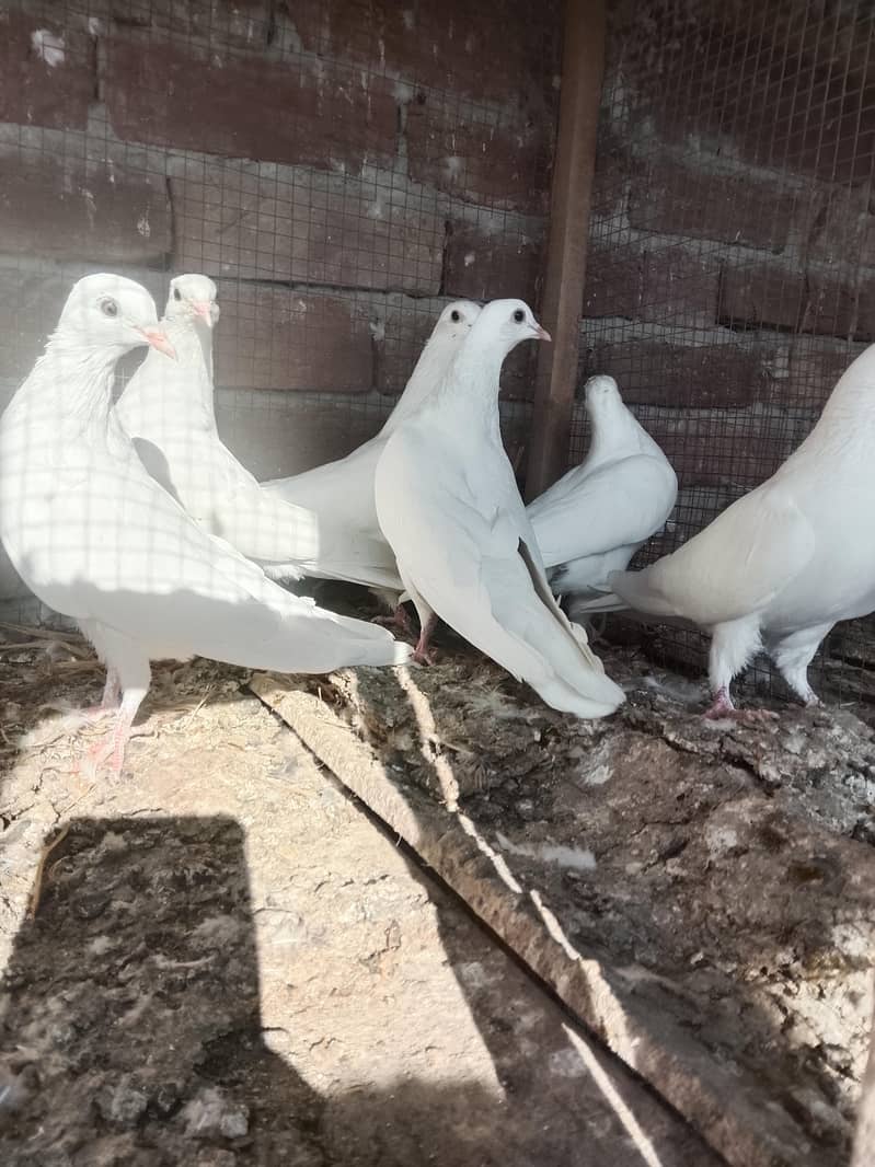 کالی آنکھوں میں سفید کبوتر سیل کے لیے دستیاب ہیں۔ سب پیس بلکل تندرست ہ 6