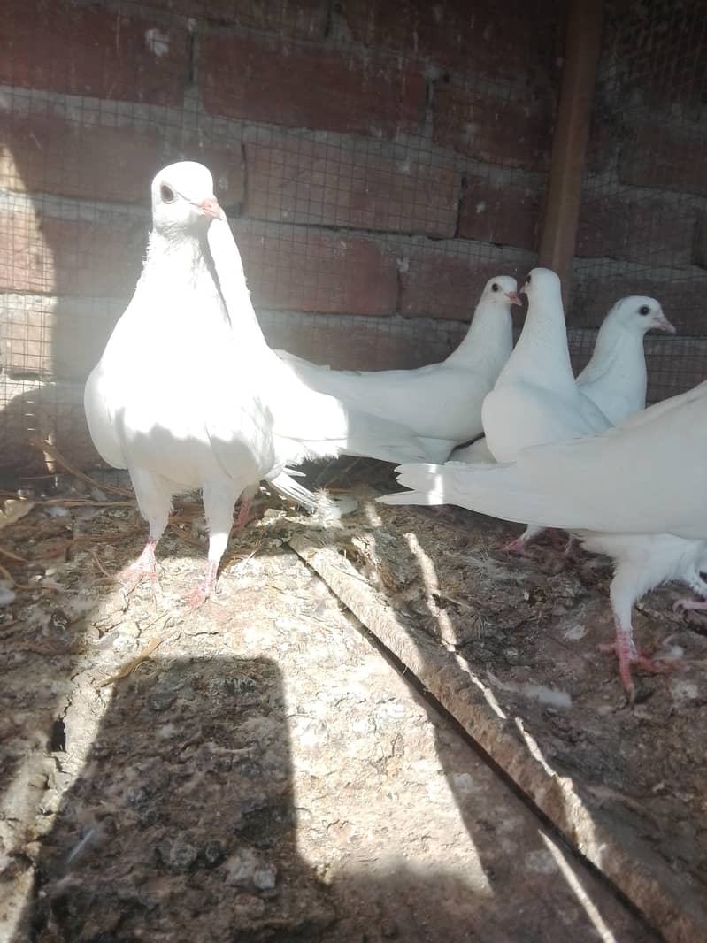 کالی آنکھوں میں سفید کبوتر سیل کے لیے دستیاب ہیں۔ سب پیس بلکل تندرست ہ 7