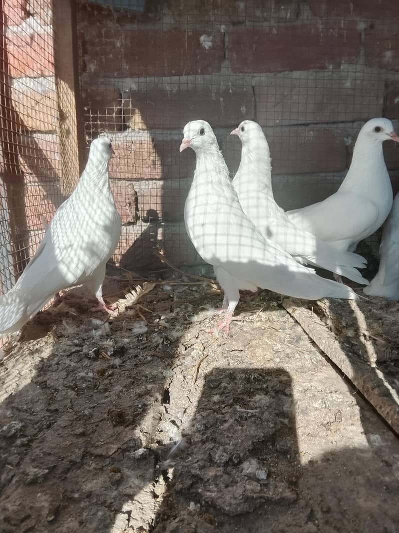 کالی آنکھوں میں سفید کبوتر سیل کے لیے دستیاب ہیں۔ سب پیس بلکل تندرست ہ 8