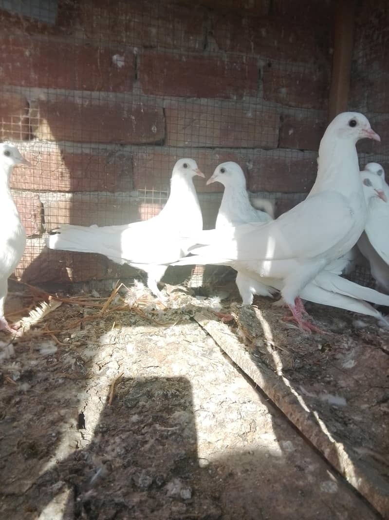 کالی آنکھوں میں سفید کبوتر سیل کے لیے دستیاب ہیں۔ سب پیس بلکل تندرست ہ 9