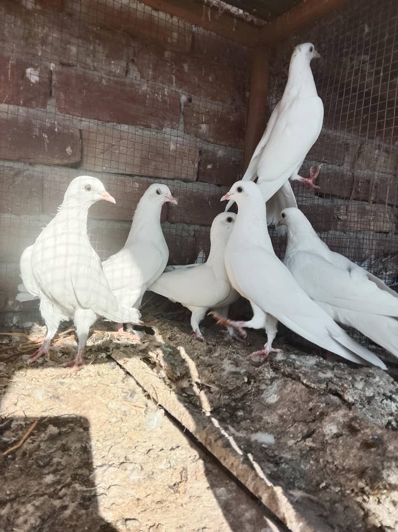 کالی آنکھوں میں سفید کبوتر سیل کے لیے دستیاب ہیں۔ سب پیس بلکل تندرست ہ 10