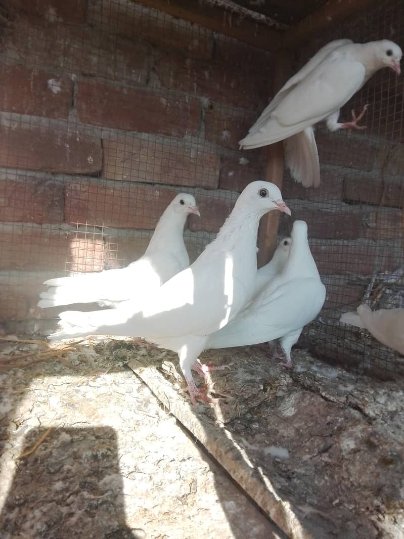 کالی آنکھوں میں سفید کبوتر سیل کے لیے دستیاب ہیں۔ سب پیس بلکل تندرست ہ 11