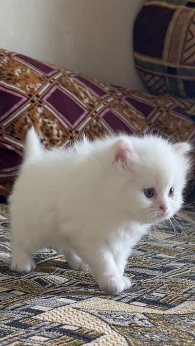 Persion kitten one month baby