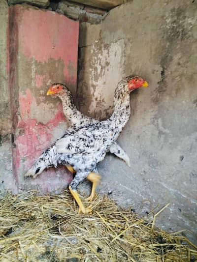 coco shamo pathay pair # 03024819589