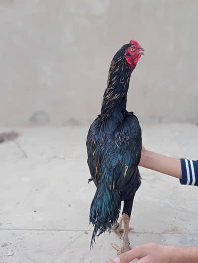 mushqi aseel murga high quality Thai chross madhi with 5 egg