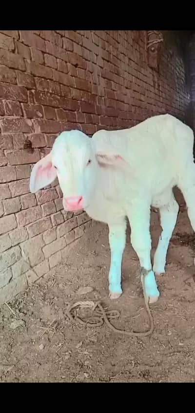 Gulabi Nukra calf