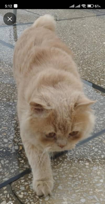 Persian Beautiful hesel eyes cute cat. ###