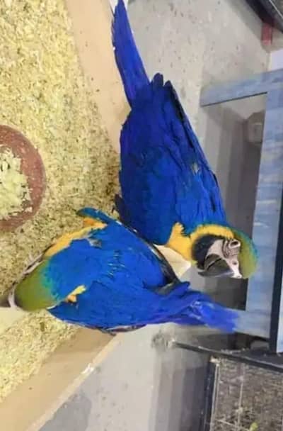 blue macow parrots for sale 0318=4293=895