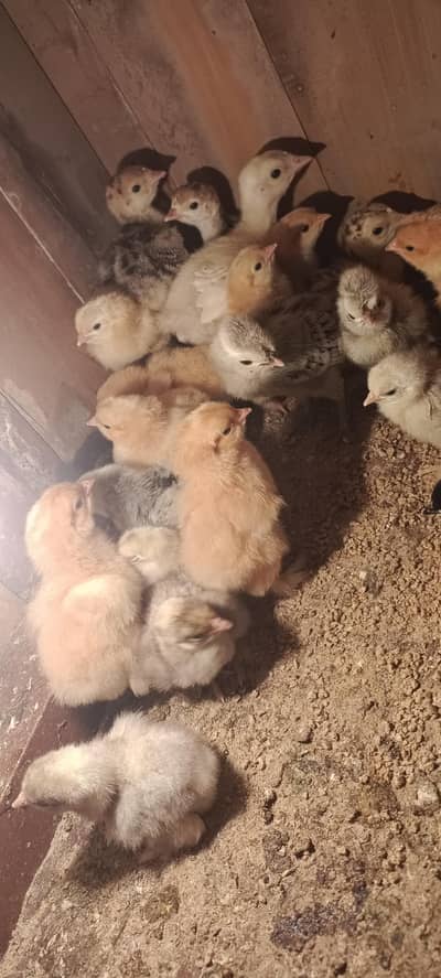 goldan buff whiye bantam and  tukey chiks